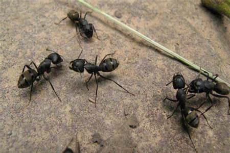 突然很多死螞蟻
